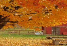 How to harvest, process and store black walnuts Black Walnut tree