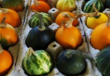 Prolong the life of decorative pumpkins, gourds and squash in five simple steps egg gourds