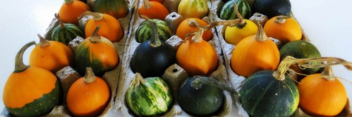 egg gourds