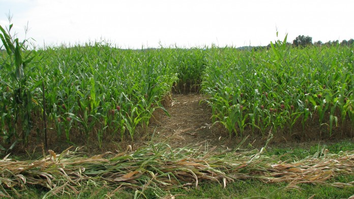 Gearhard corn maze