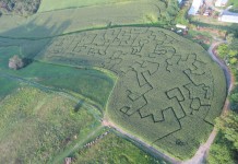 Jewett farm builds corn maze to raise money