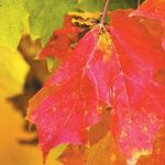 “Leave” autumn leaves on your lawn for a healthy yard and clean water fall leaves