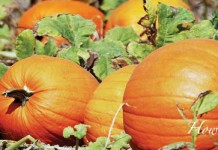 Pumpkin season: Picking, cooking and preserving fall’s favorite fruit pumpkins