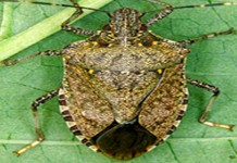 Solving the stink bug problem stink bug