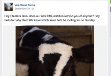 Holstein calf takes sports world by storm