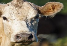 Cow escapes from Idaho butcher shop, leads to police chase cow