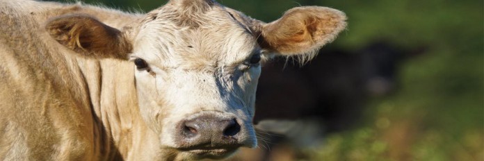 cow