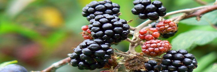 Blackberries