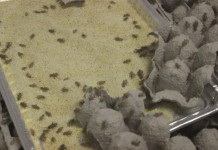 Youngstown farm hops into growing cricket food market