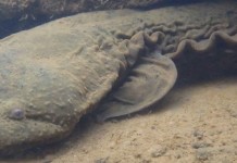 The eastern hellbender, making a slow comeback Eastern hellbender