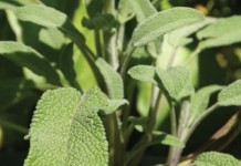 Astronauts take gardening to space plants