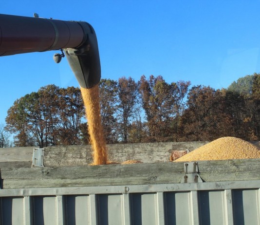 harvesting corn