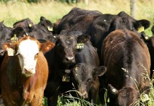 Record cattle prices, again and again