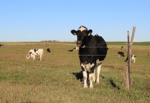 Margin protection programs dominate fall dairy meetings cow