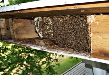 Honey bee habitat: Ohio funding available in early 2015