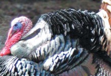 Good hunters know turkey behavior turkey