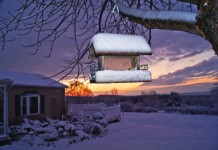 New bird cage feeder meets expectations bird feeder