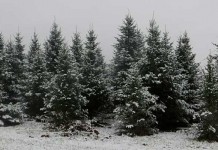 Another harsh winter? Modern forecasting, winter folklore and farmers almanacs shed light on this season’s weather Dickie Bird Farm in winter