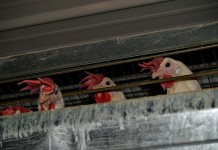 Poultry production may be ramping up chickens