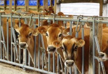 Half of U.S. dairymen enroll in new margin protection program Jersey dairy cattle
