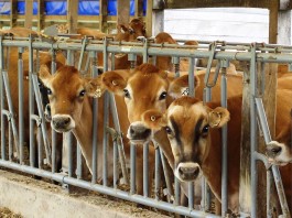 Milk prices are about to fall big time Jersey dairy cattle