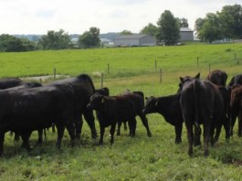 beef cattle grazing