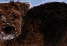 Keep your pets safe this winter dog in snow