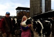 Dairy farming helped prepare Farnsworths for careers