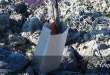 How to test your garden’s soil soil sample