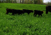 Beef producers dig deeper into DNA