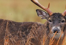 Ohio Wildlife Council receives 2015-2016 deer hunting proposals buck