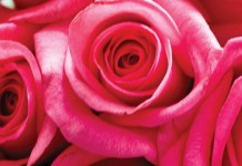 5 tips for keeping cut flowers fresh roses