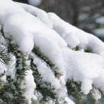 Preventative maintenance eases winter stresses on trees and shrubs winter trees
