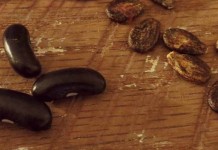 DIY seed starting projects beans and watermelon seeds