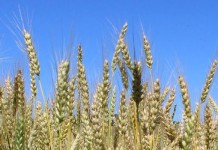 Lackluster grain markets trade weak news wheat closeup