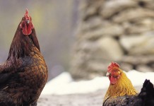 Ohio poultry owners advised to increase biosecurity