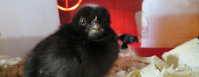 Dickie Bird Farm chick