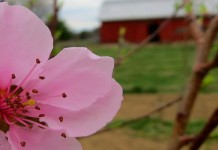 How to prepare garden soil for spring planting spring blossom