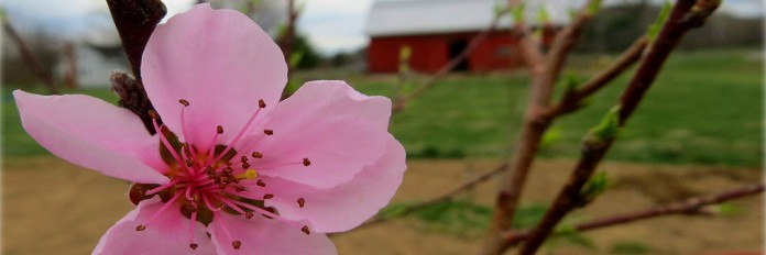 spring blossom