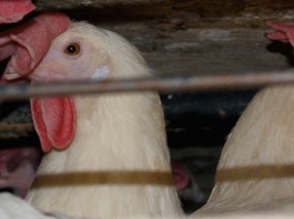 chickens