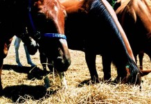 Penn State Extension looking for farm partners for research project horses eating hay