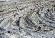 Winter application of manure: Do you follow Ohio’s rules?