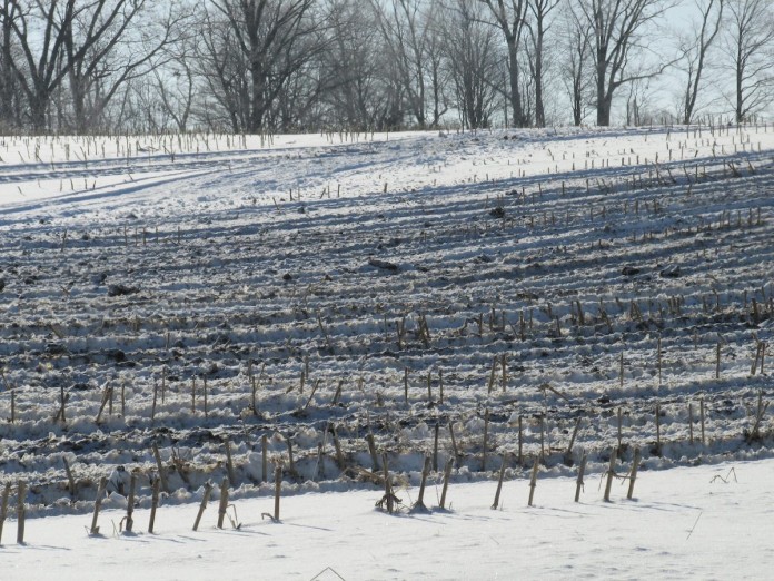 Manure field 2