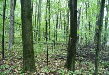 No clear-cut answer: Forestry groups say checkoff battle is not over