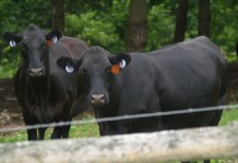 CAB marks record beef sales Black Angus