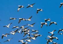 Snow geese likely victims of avian cholera geese
