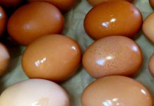 Spring egg surplus: Why chickens lay more eggs in spring eggs