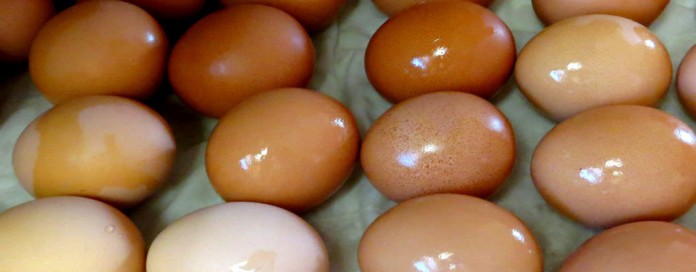 eggs