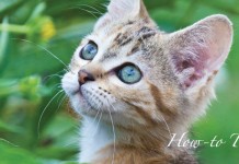 5 tips for creating a pet-friendly garden cat in garden