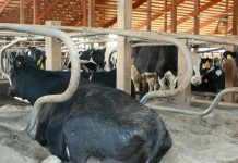 Dairy price swings should balance out